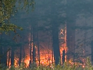 Горят 60 гектаров леса: в РФ площадь лесных пожаров выросла почти в полтора раза