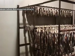 В Волгограде закрыли производство по переработке незаконно добытой рыбы
