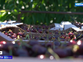 В Крыму созрел первый урожай черешни