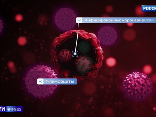 Иммунный щит: особые Т-клетки защитят от COVID-19