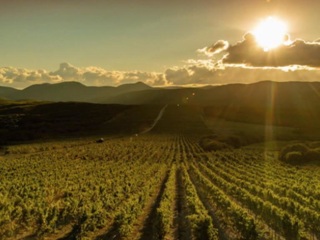 Киселев: Закон о виноградарстве и виноделии создает отрасль