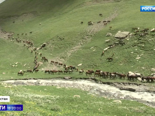 В Дагестане начался сезонный перегон лошадей на высокогорные луга