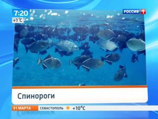 Федор Конюхов подвергся атаке тропических рыб