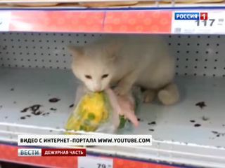 Кот пойман за поглощением украденной курицы прямо в супермаркете