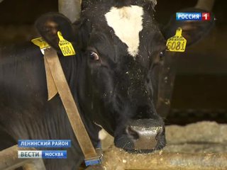 Молочные реки Подмосковья: путь фермерских продуктов на московские прилавки
