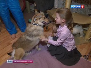 В Мосгордуме предложили вживлять датчики домашним животным и платить налоги