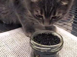 Кормление кошки черной икрой возмутило Интернет