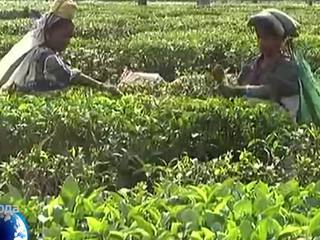 Глобальное потепление грозит превратить индийский чай в дефицитный товар