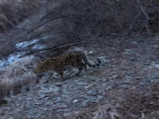 Для выживания дальневосточному леопарду нужны забота и тишина