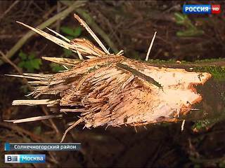 Под Солнечногорском незаконно вырубили 100 метров лесополосы