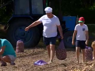 Лукашенко с сыном собрал 70 мешков картошки в своей резиденции
