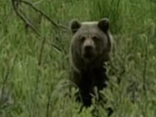 Медведи держат в страхе жителей Сибири и Дальнего Востока