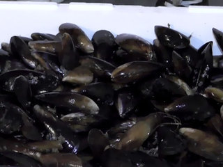 Моллюски по-русски: спрос на отечественные мидии вырос втрое