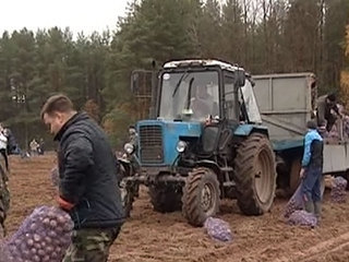 Сотрудников новгородского правительства отправили на картошку